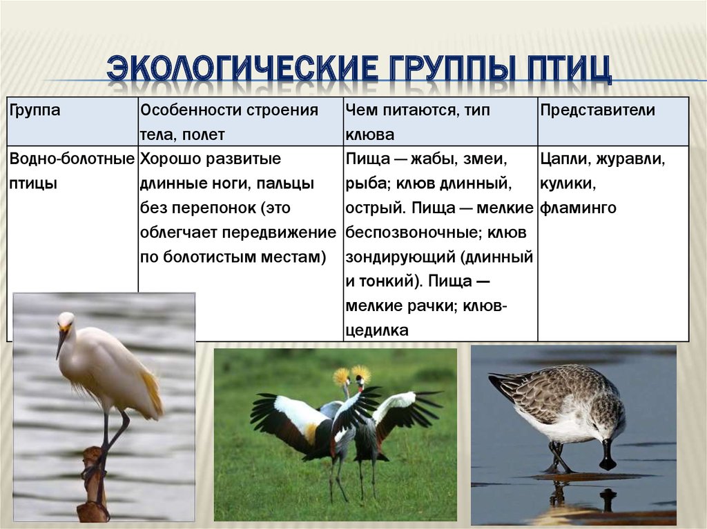 Экологические группы птиц 7 класс биология таблица