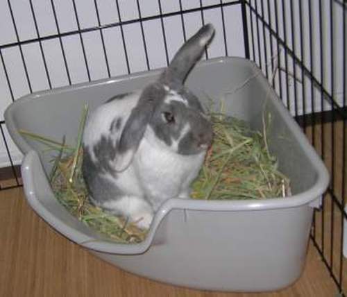 Как приучить кролика к лотку: способы
