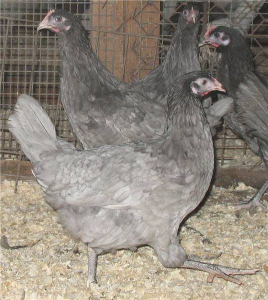 Андалузская голубая порода кур: описание, фото