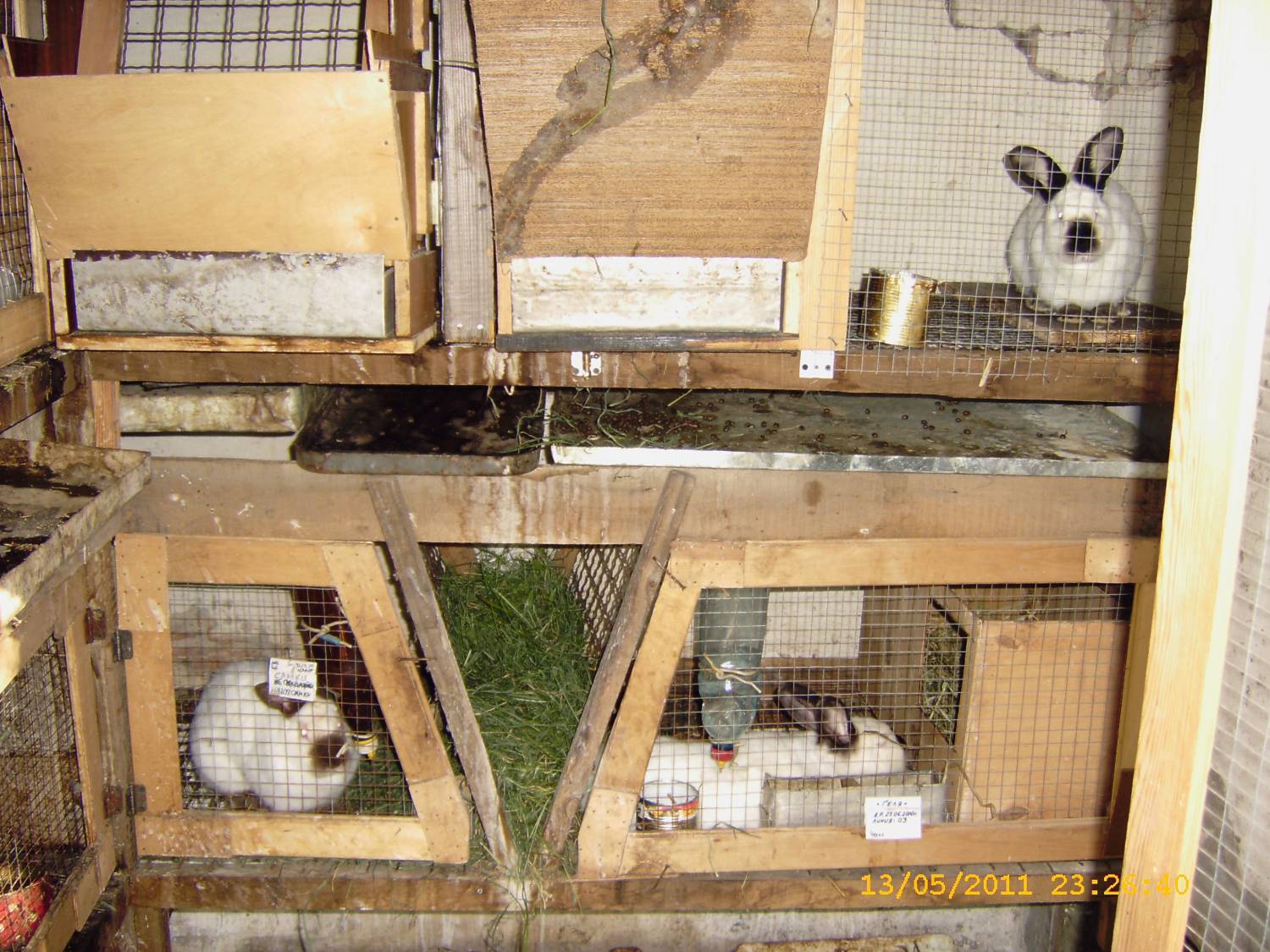Как разводить и содержать кроликов в домашних условиях | делайсам.ру