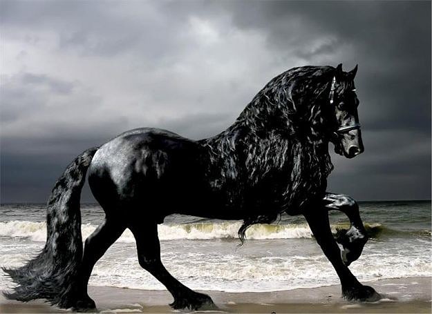Самая дорогая лошадь в мире (фото). самые дорогие лошади в мире: топ 10 :: syl.ru