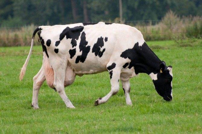 Длительность беременности у коровы
