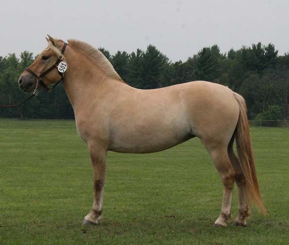 Каурая лошадь: описание масти, расцветка, фото