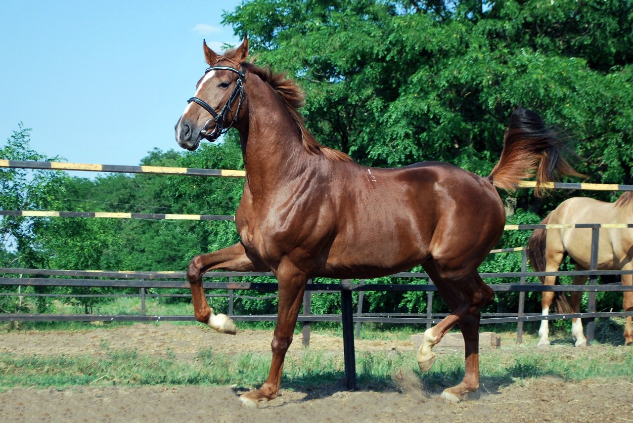 Буденновская порода лошадей (28 фото): характеристика коней. история создания породы. описание типов