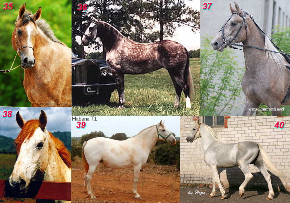 Хакнэ — история и характеристика породы | мои лошадки