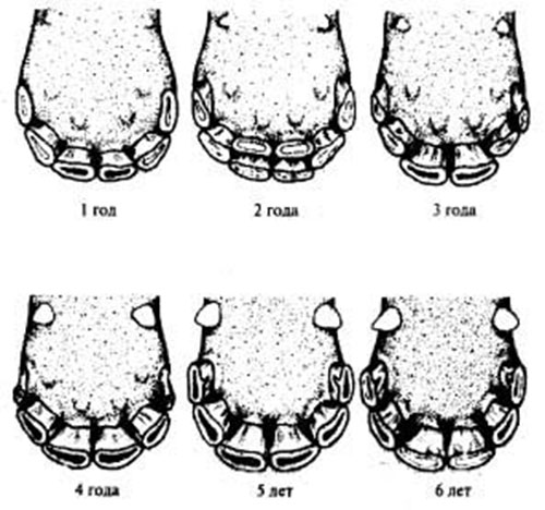 Как узнать возраст лошади по ее зубам. сколько зубов у лошади: особенности строения зубов жеребцов и кобыл нарушение смены зубов