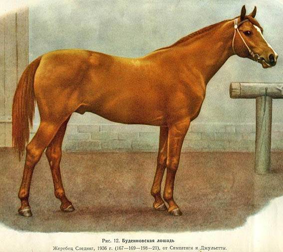 Буденновская лошадь - история породы, экстерьер, особенности характера, преимущества