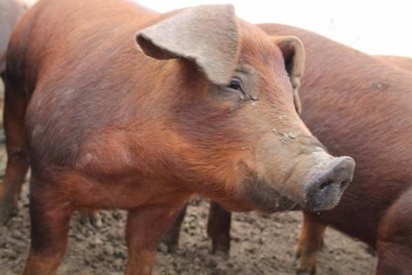 Порода свиней дюрок: характеристика, разведение, отзывы