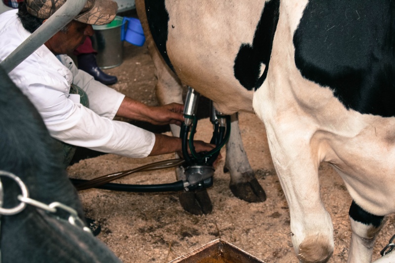 Как быстро и безболезненно приучить корову к доильному аппарату?