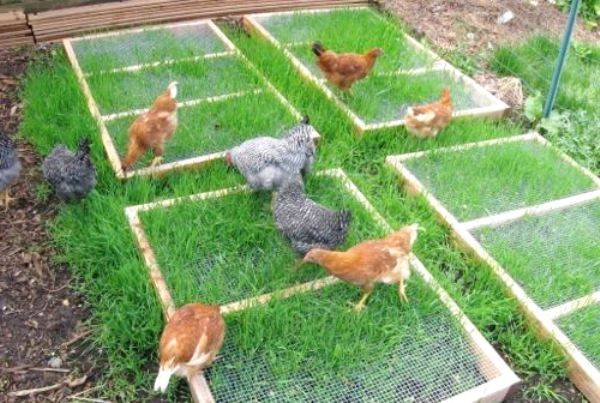 Зелень и трава цыплятам – какую и когда можно давать, как скармливать
