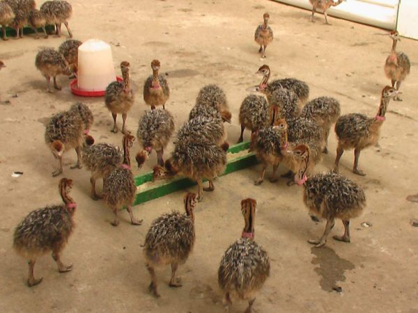 О разведении страусов в домашних условиях, выгодное выращивание птенцов