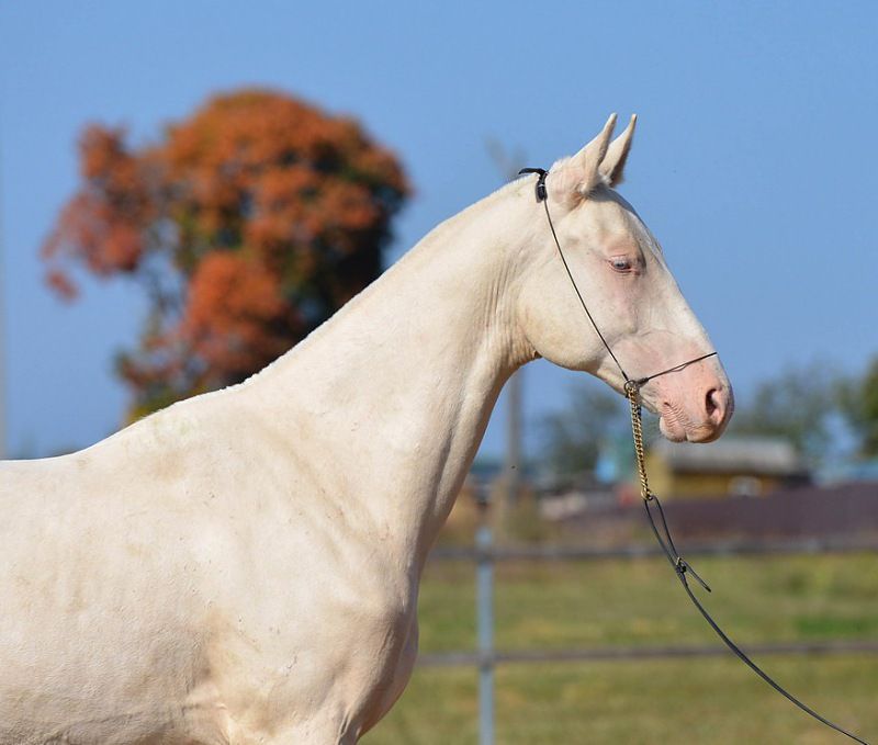 Ахалтекинская лошадь - описание мастей, уход, кормление