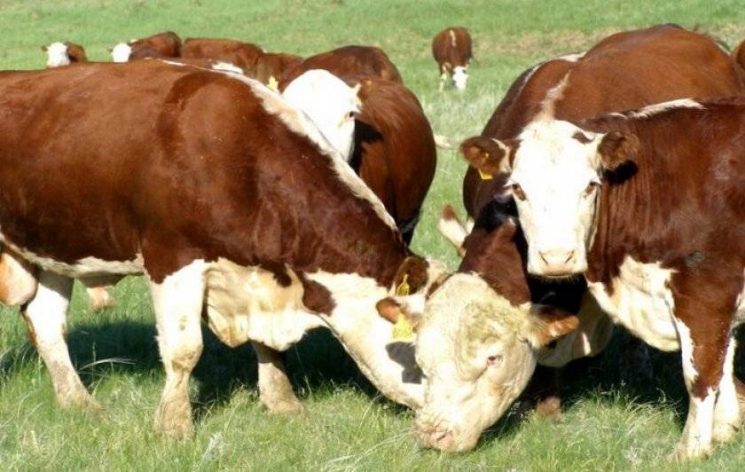 Крупный рогатый скот казахской белоголовой породы: описание самых важных характеристик