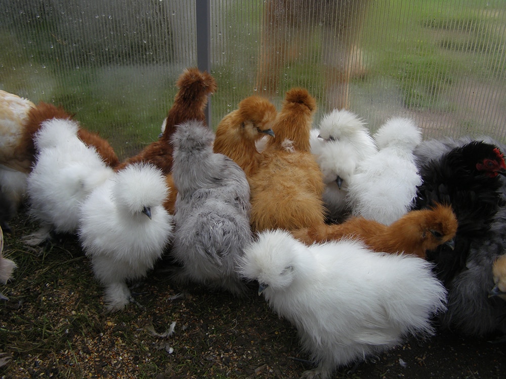 Китайская шелковая курица: особенности разведения, описание породы хохлатая курица пуховые куры