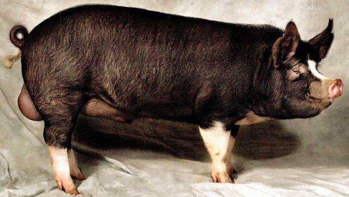 Порода свиней венгерская мангалица: характеристика, особенности ухода, содержания и разведения