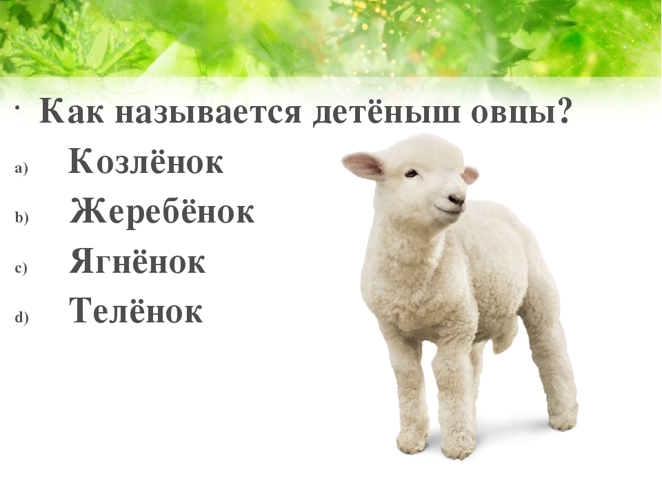 Детеныш овцы: как называется молодняк 2020