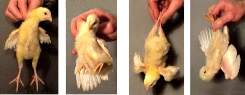 ✅ о том, как определять пол суточного цыпленка и отличать курочку от петушка - tehnomir32.ru