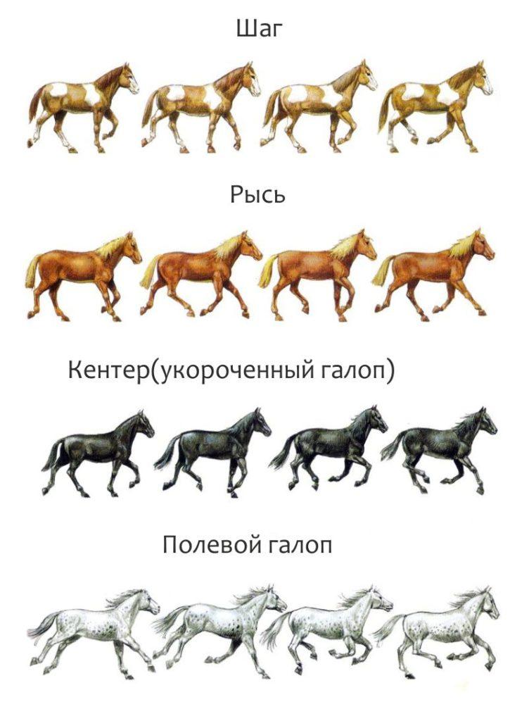 Лошадиный аллюр: виды бега лошади, самый быстрый ход