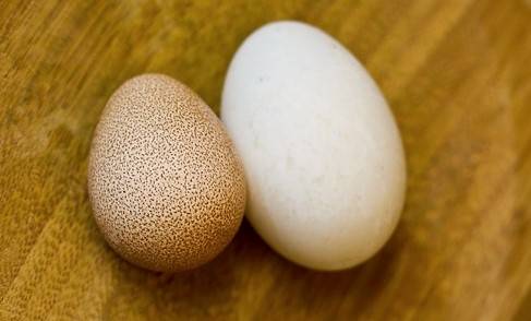 Чем яйца цесарок лучше куриных и в чем их сила