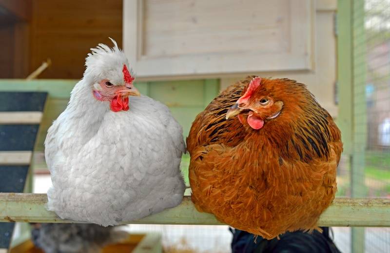 Куры-несушки (29 фото): сколько высиживают яйца? советы для начинающих по содержанию и уходу за несушками в домашних условиях. лучшие породы несушек, отзывы