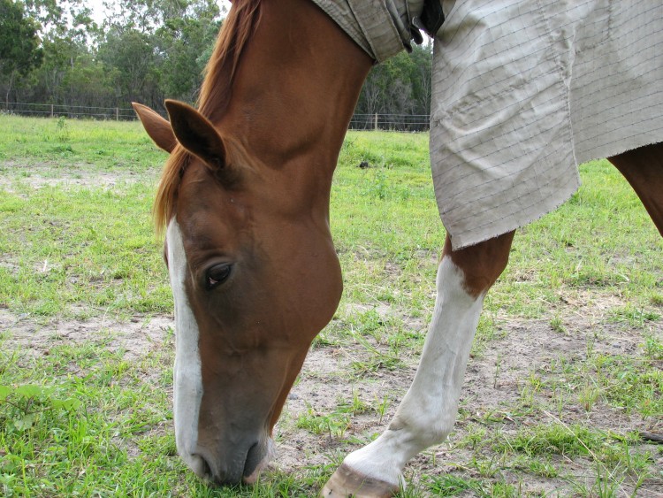 Болезни лошади: симптомы, лечение и профилактика