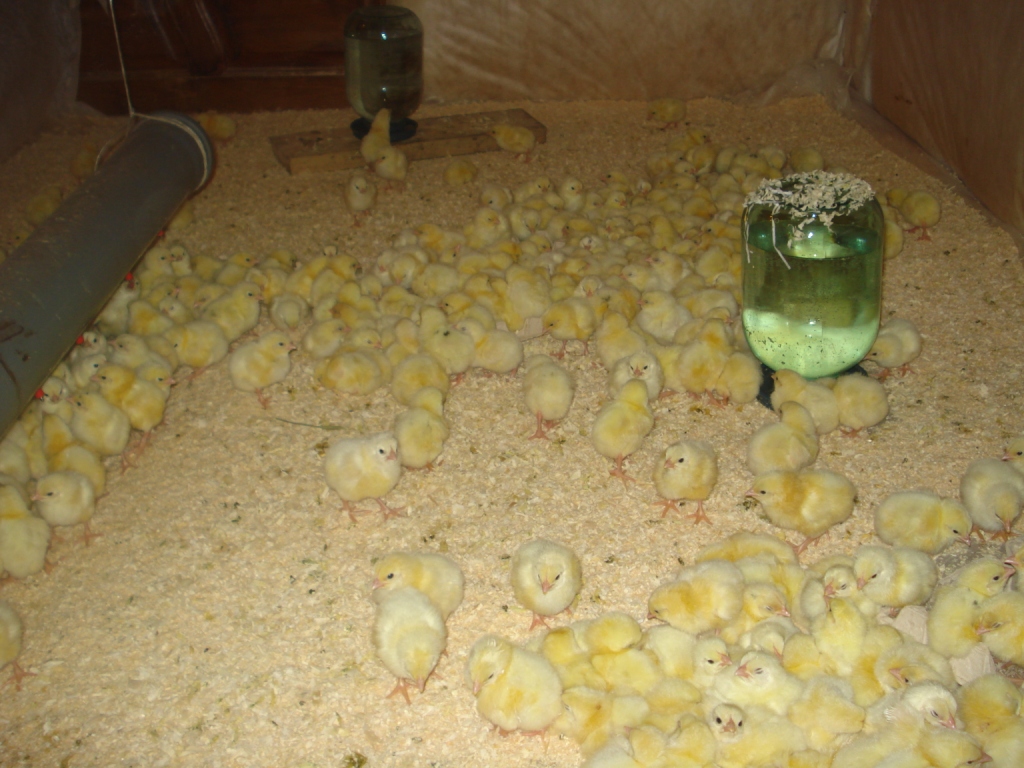 Цыплятам месяц – чем кормит, какая температура и советы по уходу