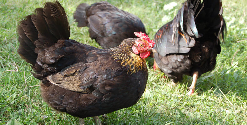 Какими травами можно кормить кур и цыплят