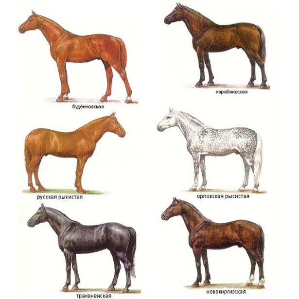 Чалая лошадь (19 фото): как выглядит конь чалой масти? какой цвет преобладает в окрасе чалых лошадей?