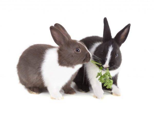 Можно ли кормить кроликов пшеницей: в каком виде и каких количествах