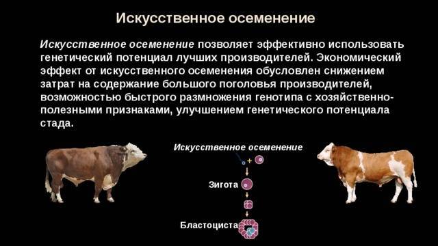 Биология и техника размножения свиней