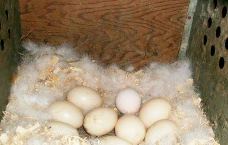 Сколько дней гусыня сидит на яйцах