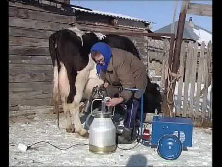 Как правильно доить коров, чтобы увеличить удой: особенности подготовки, рекомендации по уходу за выменем