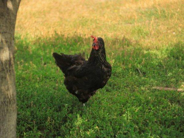 Породы черных кур: описание и фото