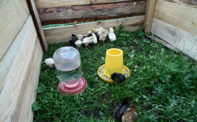 Температура для цыплят: требования к температурному режиму содержания, использование коврика для обогрева, теплого пола и обогревателя