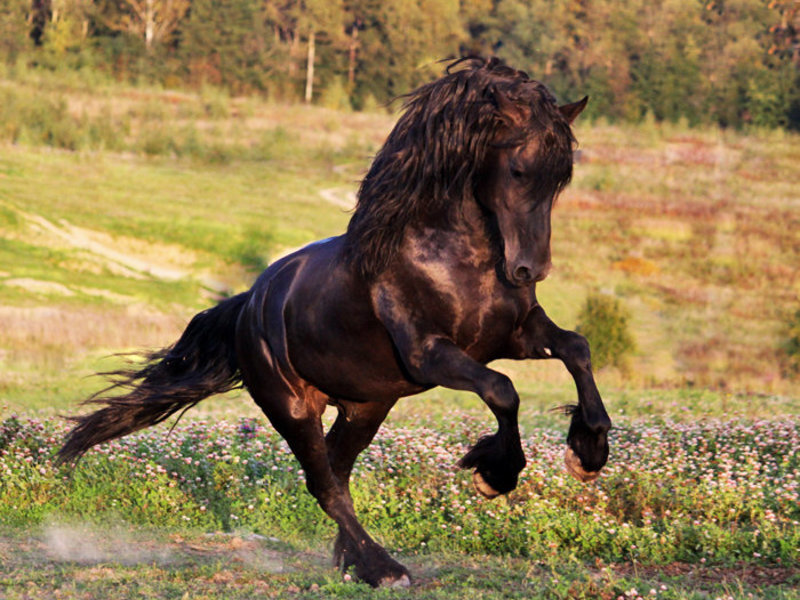Фризская лошадь (40 фото): как выглядит и какова история ее возникновения? белый спортивный конь породы фриз, уход за жеребенком