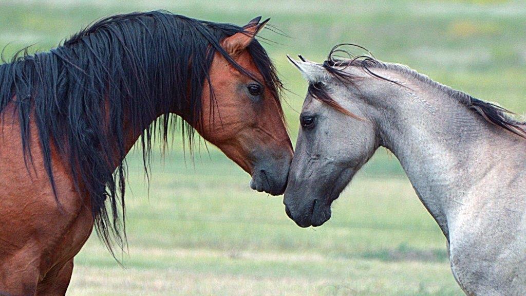 Спаривание лошадей: методы спариванияи и подготовка к процессу