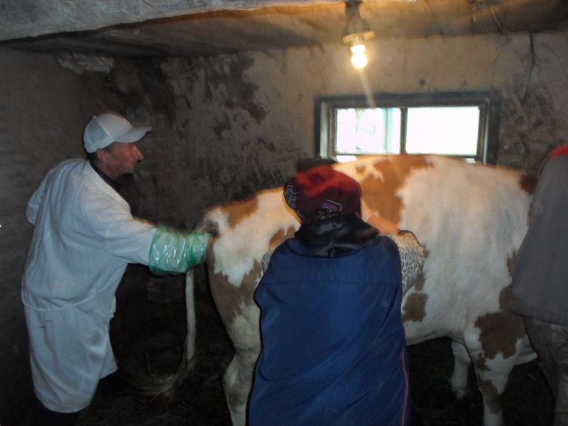 Осеменение коров: виды, рекомендации, описание технологии и пошаговая инструкция искусственного осеменения в домашних условиях (130 фото)