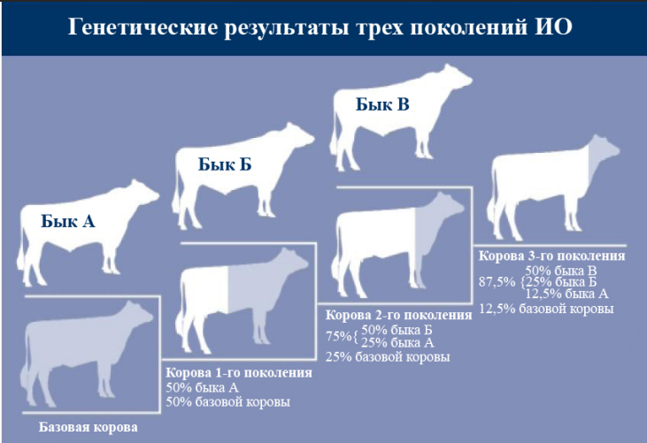 Правила диагностики стельности коровы, особенности кормления и ухода