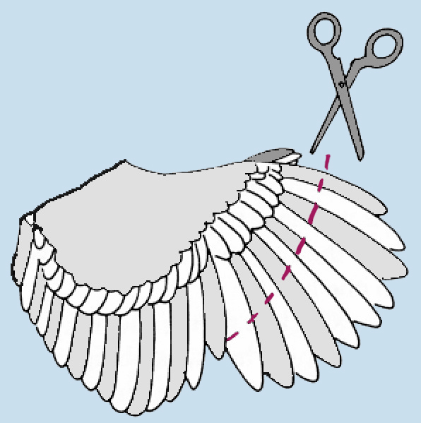 Как обрезать крылья у кур | своими руками - как сделать самому - строитель