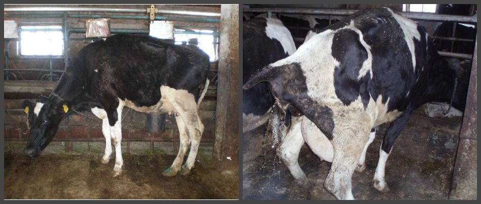 Послеродовой парез у коров, как лечить и что делать, каковы симптомы и причины заболевания