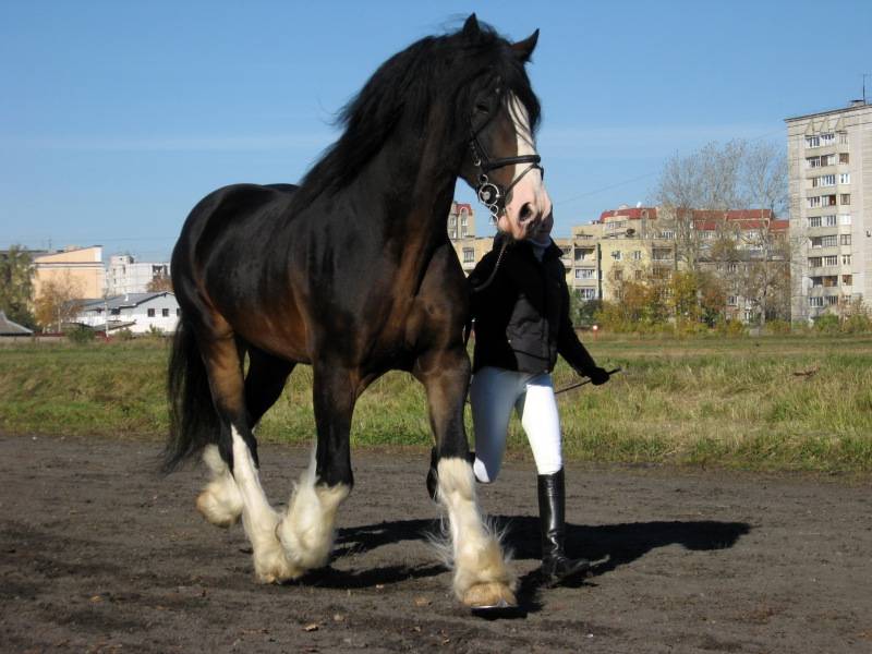 ᐉ самая сильная лошадь в мире, самый мощный конь - zooshop-76.ru