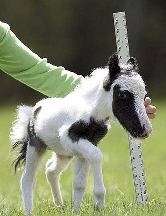 Описание пород мини-лошадей и правила ухода, самые маленькие особи в мире