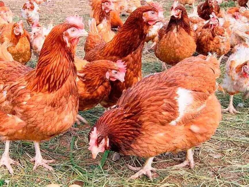 Куры ломан браун (17 фото): описание, плюсы и минусы несушек и петухов данной породы, особенности выращивания цыплят в домашних условиях, отзывы владельцев