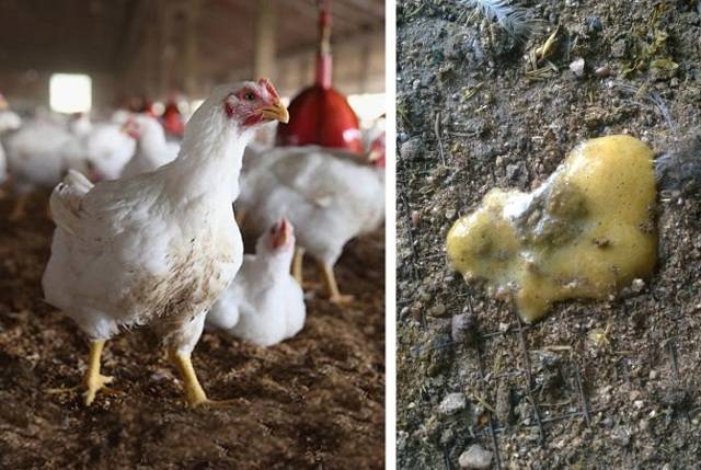 Метронидазол для цыплят бройлеров — дозировка и правила применения - экопроблем
