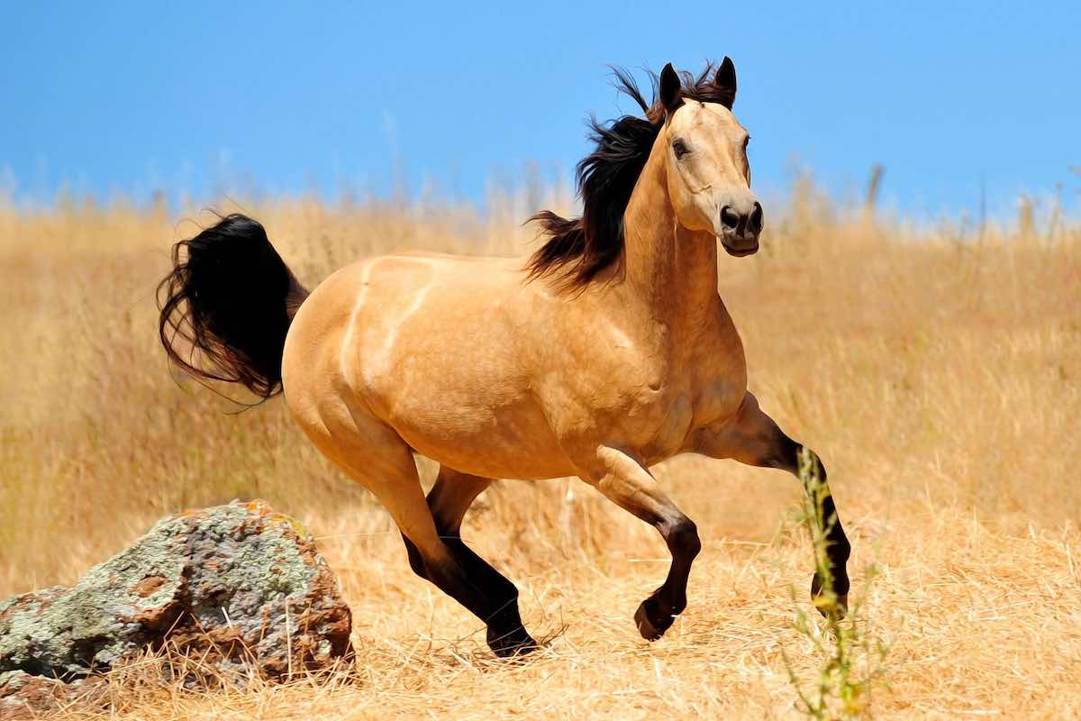 Лошади мустанги (29 фото): особенности породы диких коней. чем отличаются от домашних лошадей, как выглядят и как живут в дикой природе?