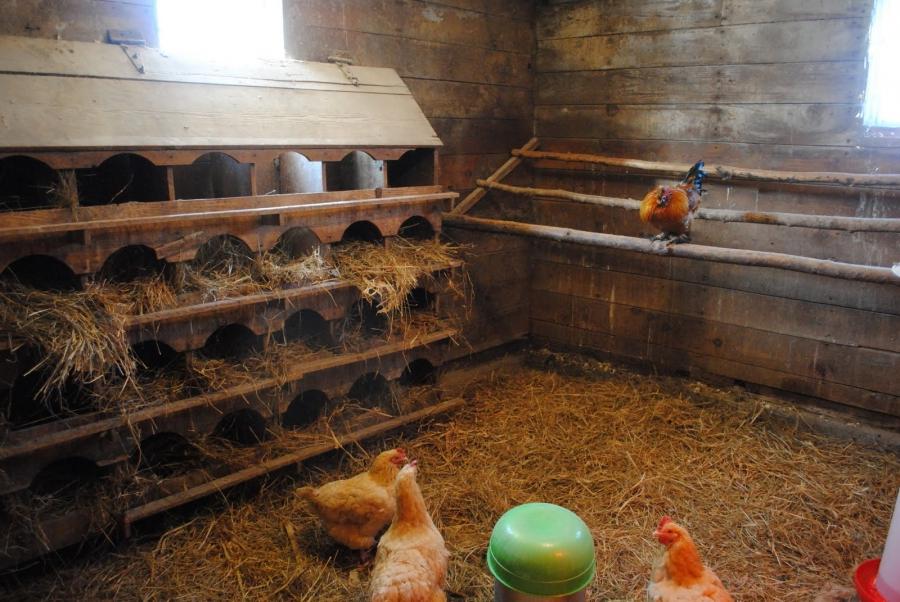 Самодельное гнездо для курицы-несушки: пошаговые чертежи и инструкции!