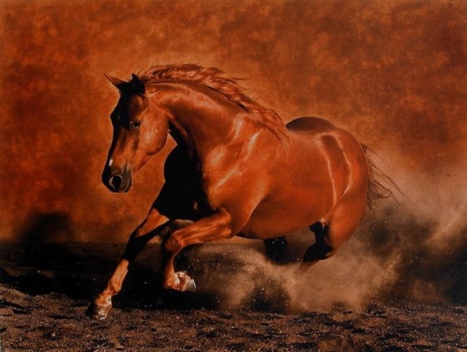 Как бегает лошадь: виды, скорость
