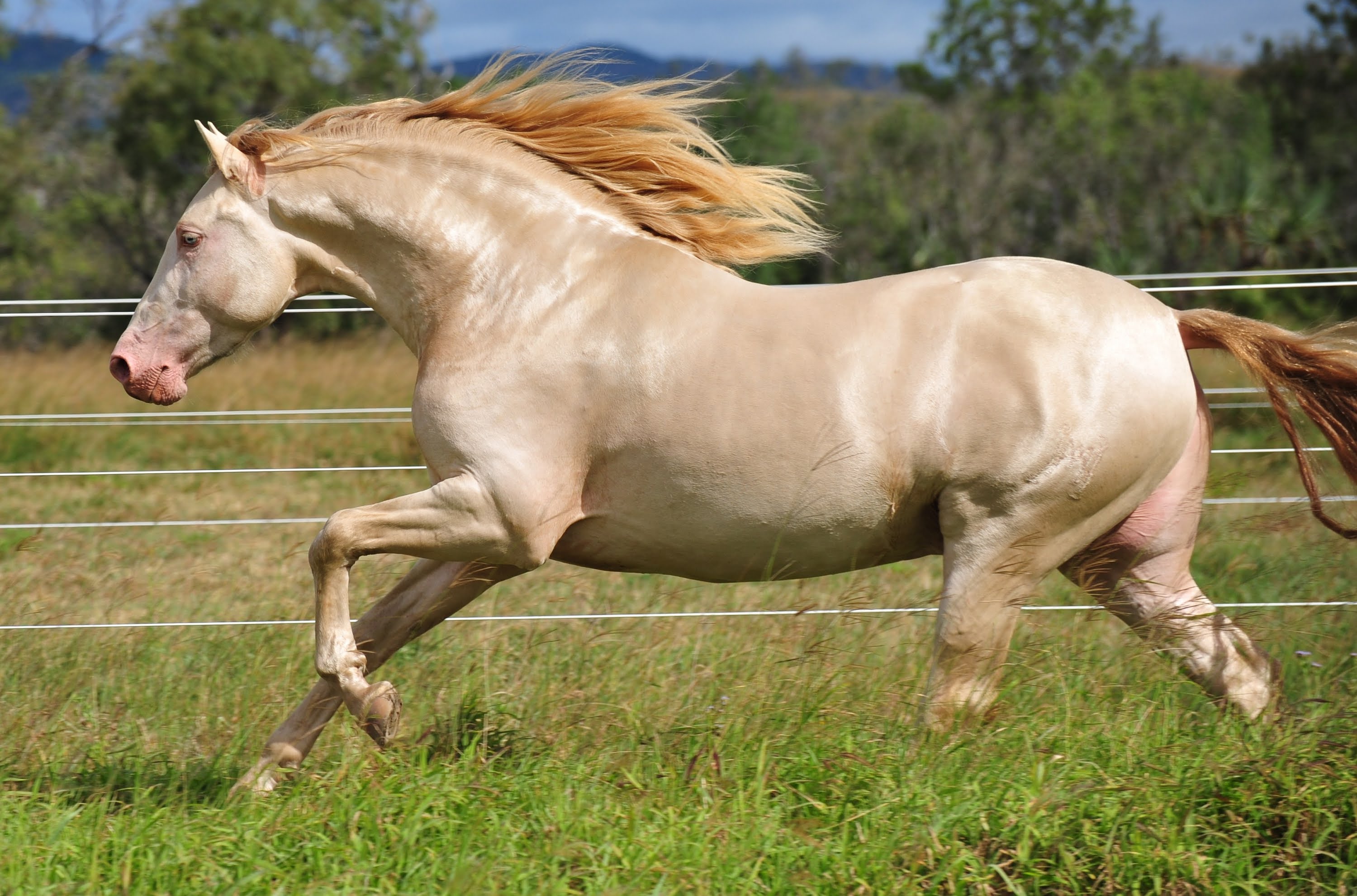 Самые красивые лошади в мире фото