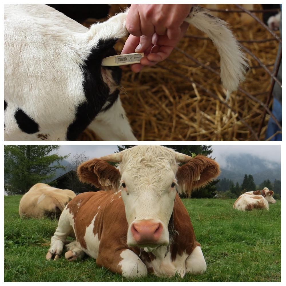 Понос у коровы: причины, чем лечить и что делать