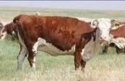 Крупный рогатый скот казахской белоголовой породы — описание самых важных характеристик